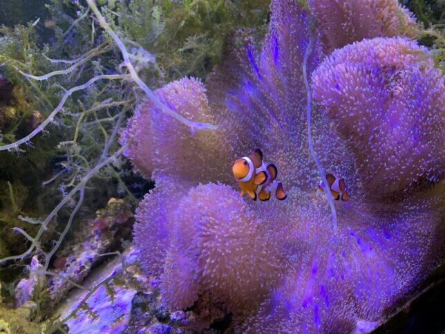 幻想的な魚の写真