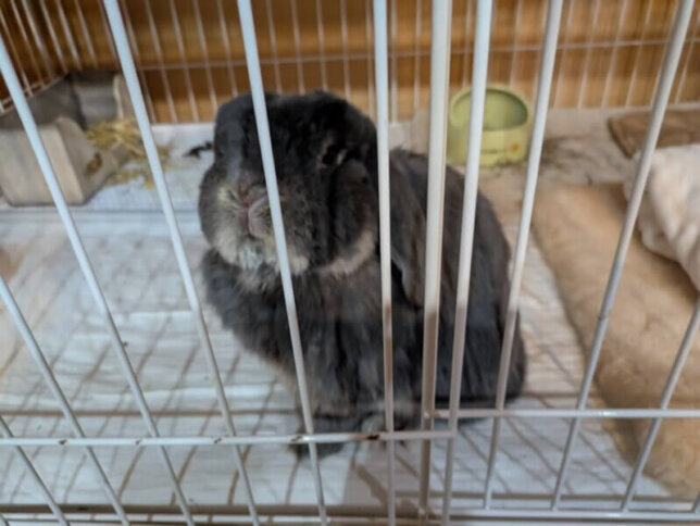 家族から愛しているウサギちゃん