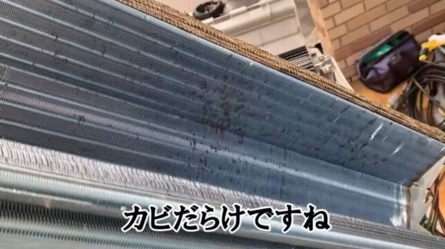 カビだらけですね