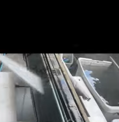 エアコンを洗浄中の写真で熱交換器を洗浄中