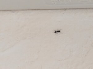【箕面市・コロナ】エアコンからアリが出てくる事例!完全分解クリーニングで解決した解決方法とは?