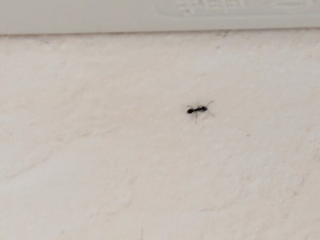 【箕面市・コロナ】エアコンからアリが出てくる事例!完全分解クリーニングで解決した解決方法とは?