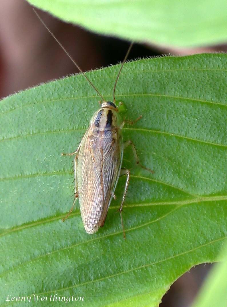 チャバネゴキブリの成虫
